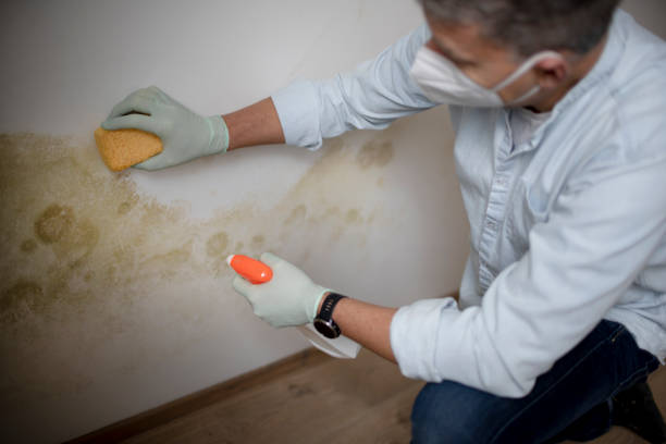Mold Testing and Removal in Beattyville, KY