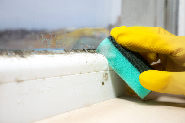 Mold Removal and Inspection in Beattyville, KY
