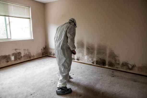 Best Attic Mold Removal  in Beattyville, KY