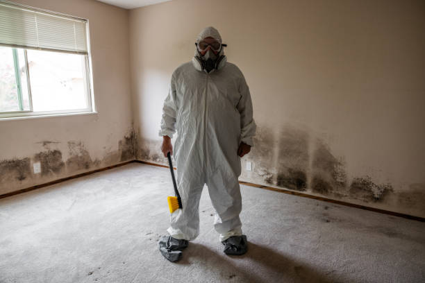 Mold Removal Process in Beattyville, KY