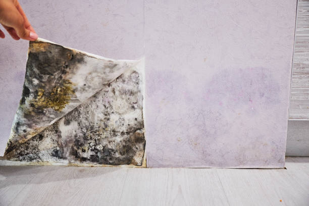 Professional Mold Removal in Beattyville, KY